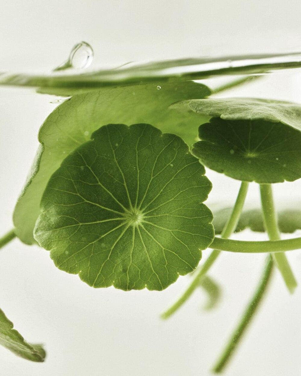 Beauty of Joseon Centella Calming Sheet Mask (10 Masks)